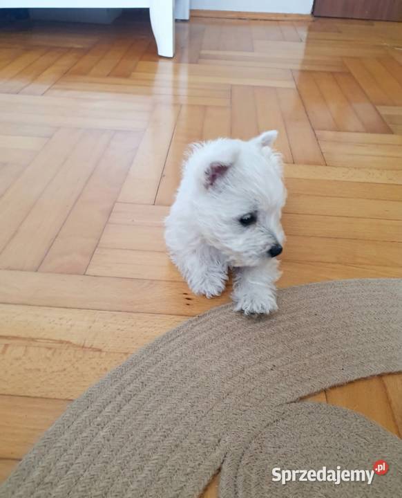 Śliczna Suczka West Highland White Terrier Z
