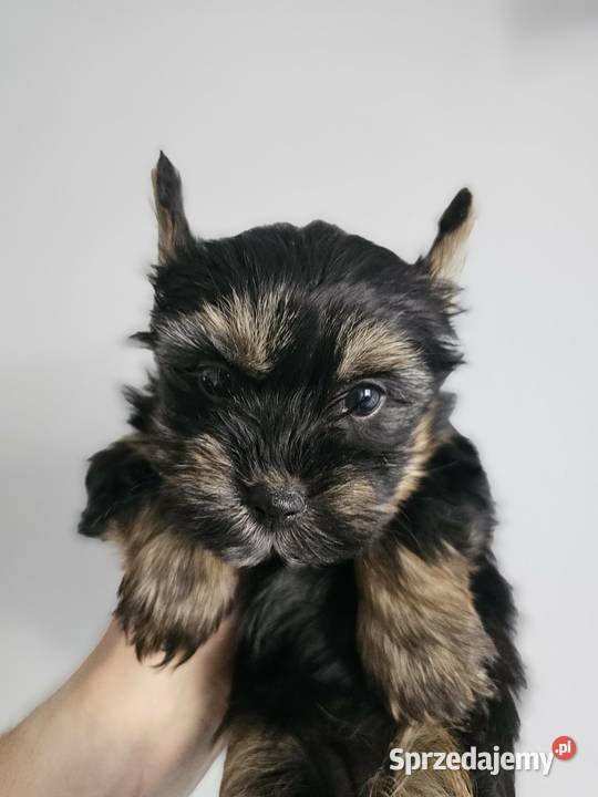 Suczka Yorkshire Terrier Black Tan York Częstochowa sprzedam
