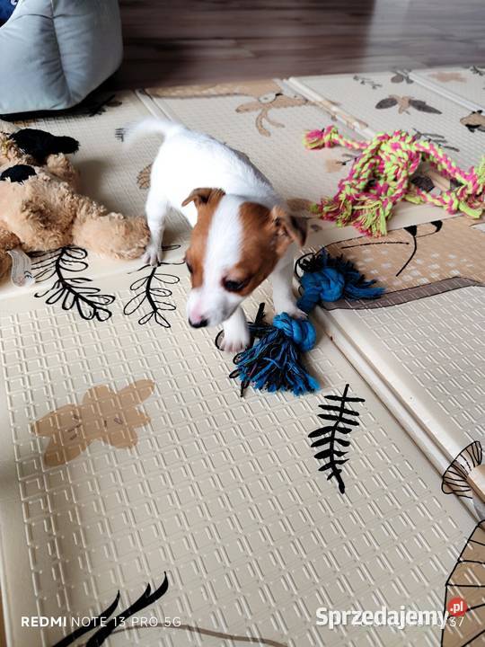 Jack Russell Terrier gładkowłose łódzkie Poddębice