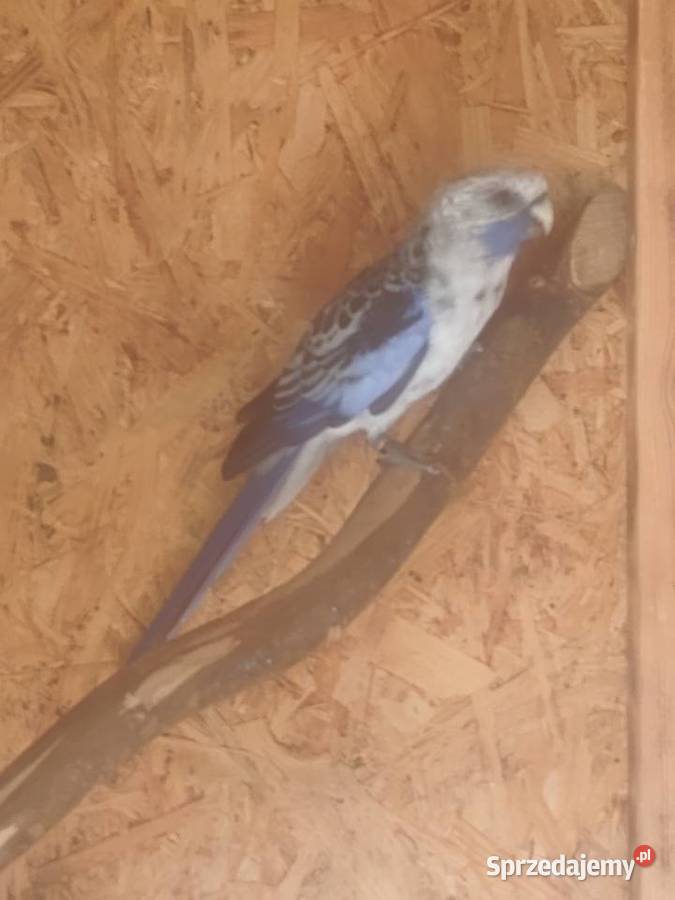 Rozelle królewskie niebieskie Ptaki świętokrzyskie Pasturka sprzedam