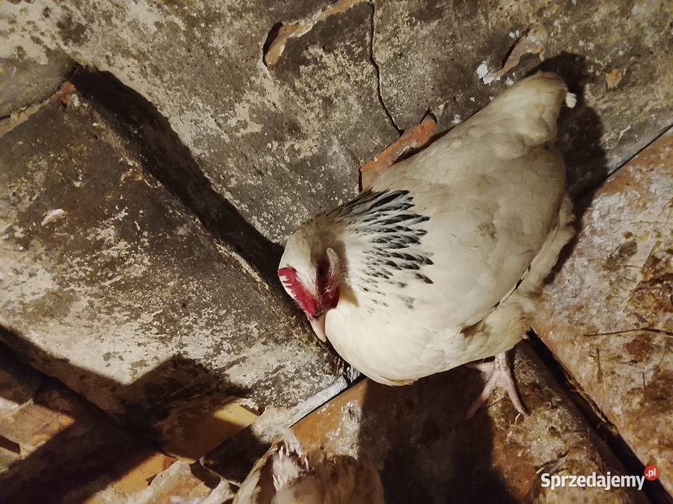 Młode kury rasy sussex lubuskie Brzeźno