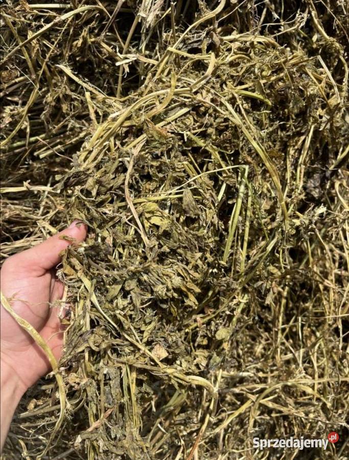 Słoma siano Sianokiszonka Bele 130 Zapewniam Przasnysz