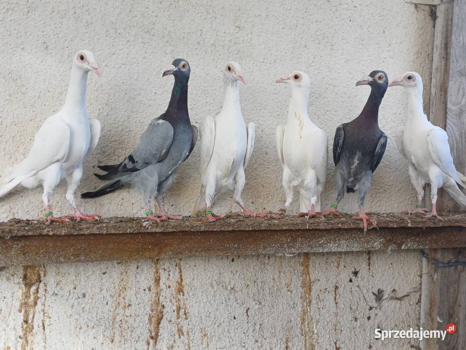 Gołębie ozdobne karier kariery młode 2025r