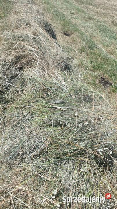 Sprzedam Siano Datyń sprzedam
