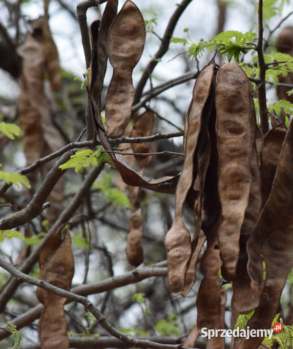 ALBICJA AMARA Albizia amara NASIONA 100g Lubanie