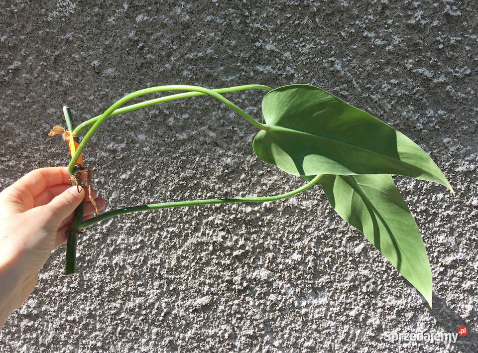 Philodendron filodendron Emerald Queen sadzonka