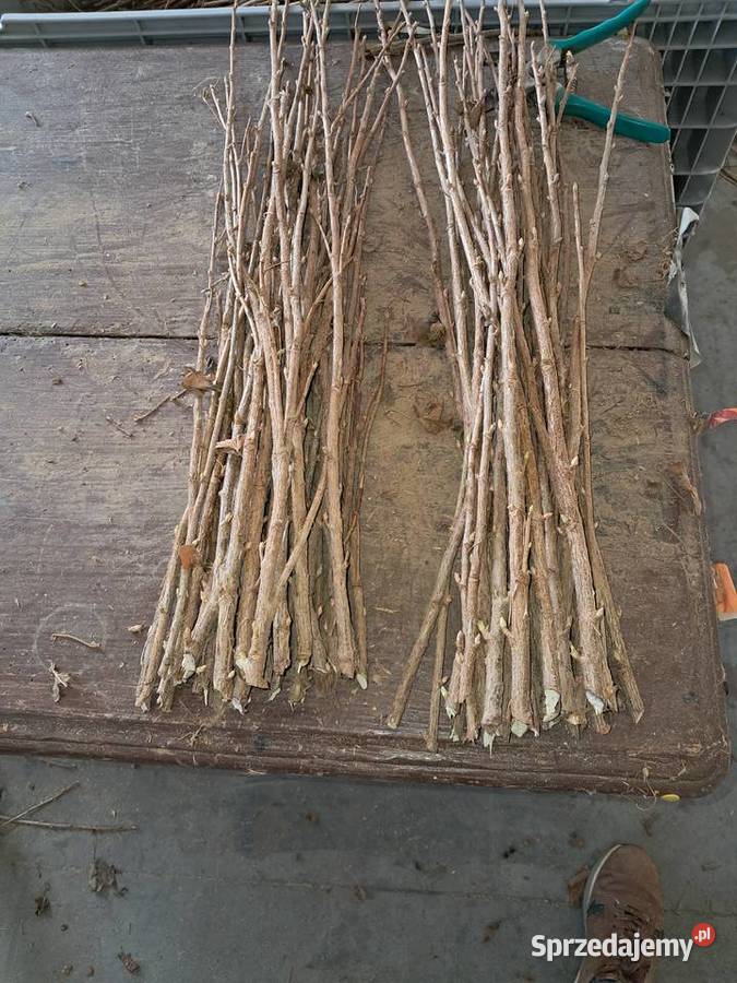 Sprzedam zrazy patyki tisel Pozostałe Puławy