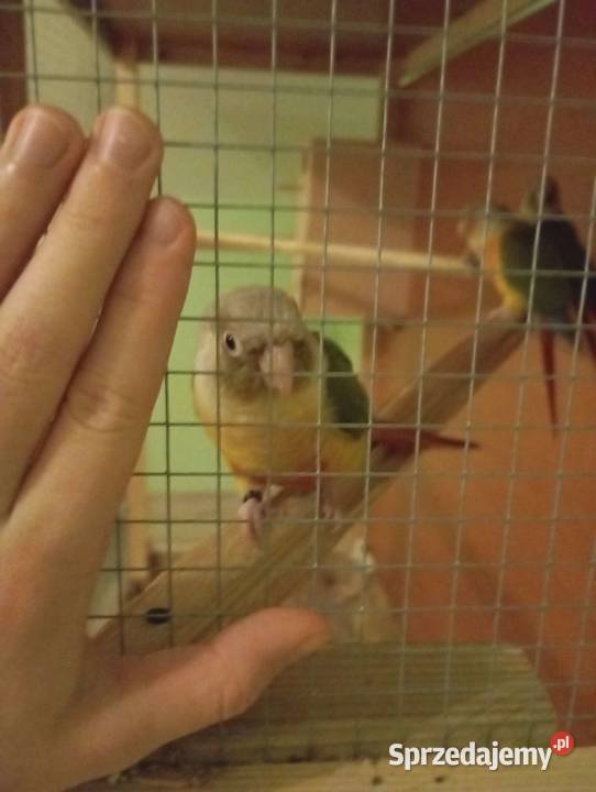 sprzedam ptaki ozdobne Cieszyn