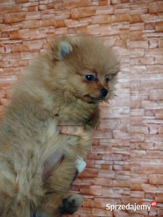 szpic miniaturowy suczka gotowa na zmianę domku Szpic miniaturowy Skalbmierz