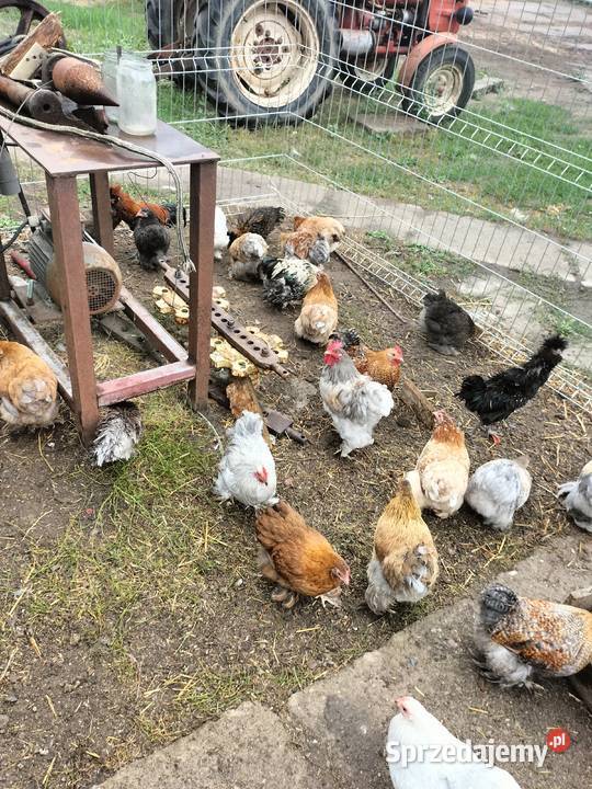 Czubatki polskie brodate miniaturowe lokowane i Gębice