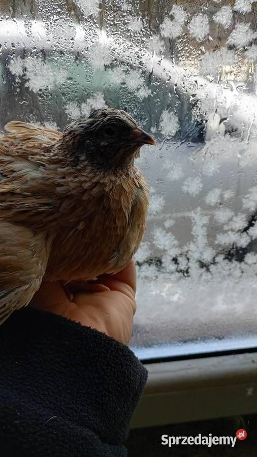 Samce przepirki sprzedam Pozostałe świętokrzyskie Busko-Zdrój