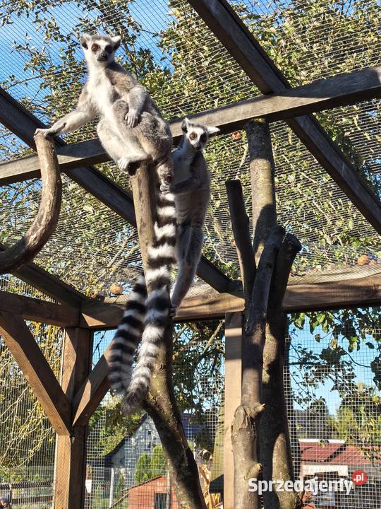 Lemur samica z młodym samcem Łomża