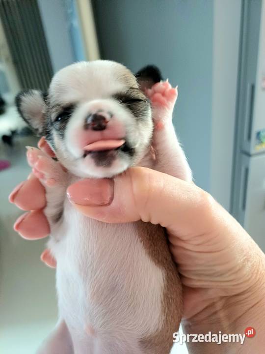 Niebieska Ziawjskowa Dziewczynka Chihuahua Zgierz