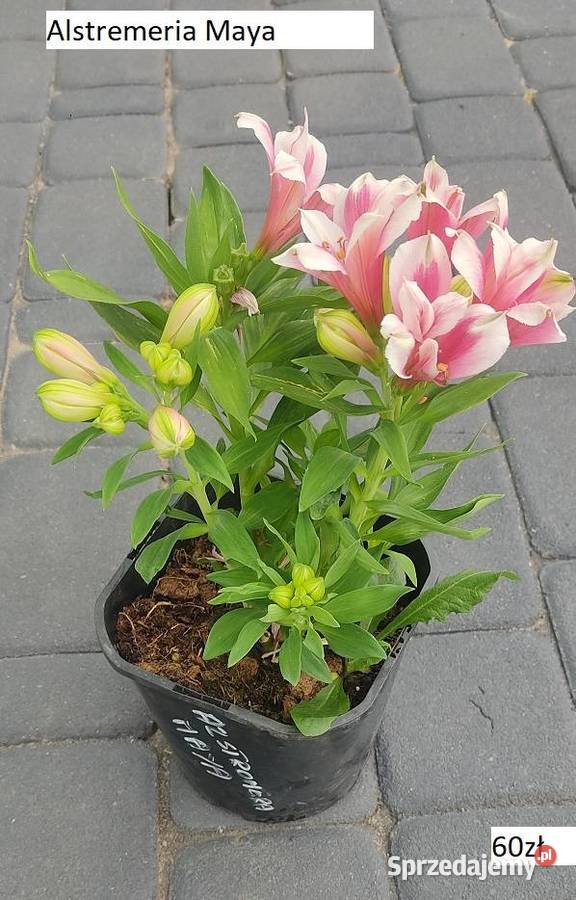 Alistromerie Opole