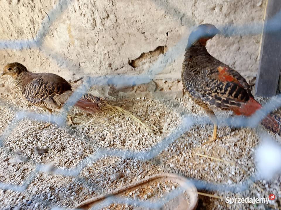 Bażanty złote para Dyblin sprzedam