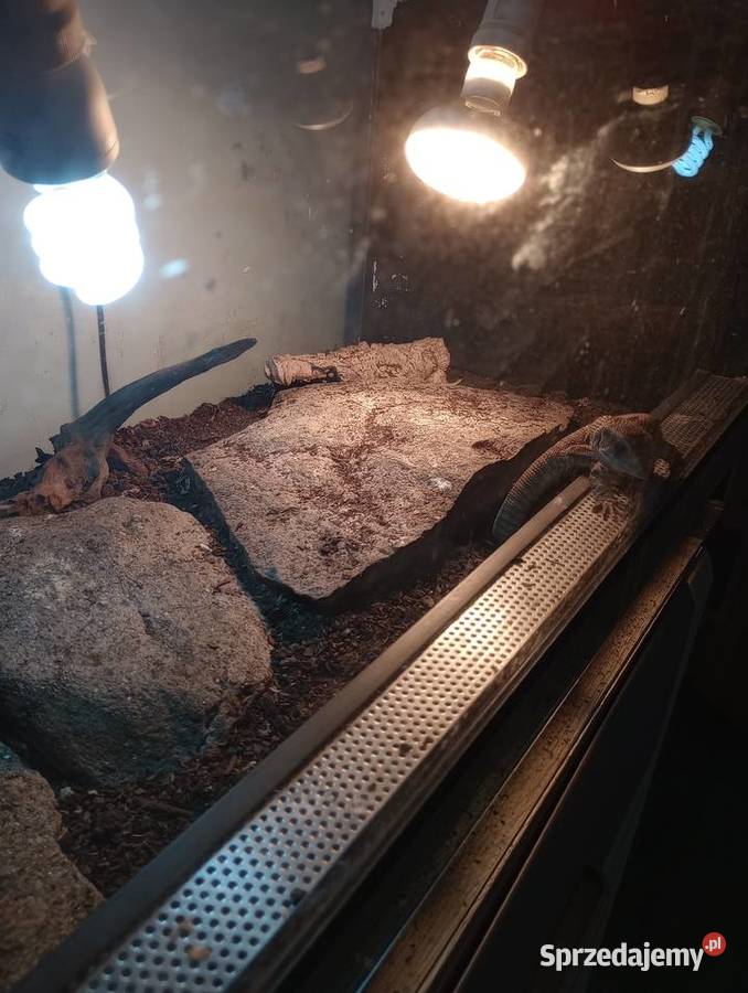 Waran z terrarium Gady i płazy Wałbrzych