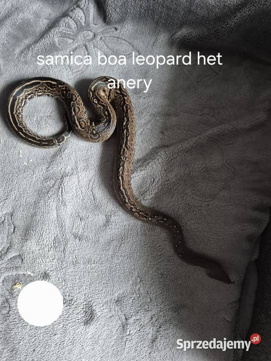 Boa cesarski Starachowice