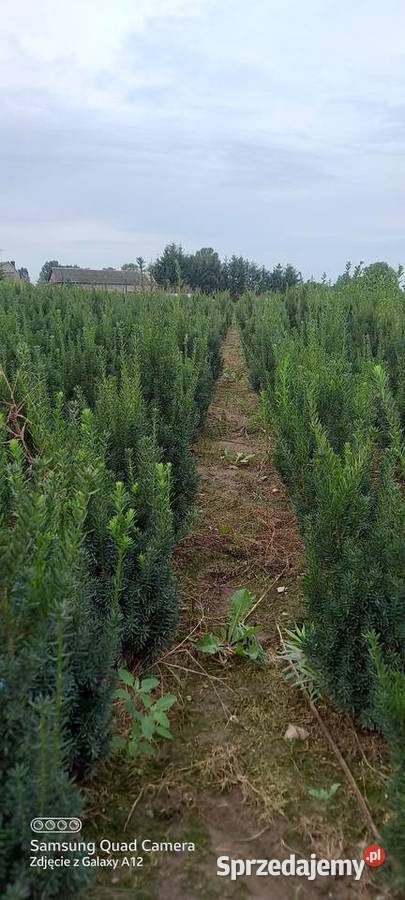 Cis hicksii I hilli 9060 28 2000 sztuk Mąkolno