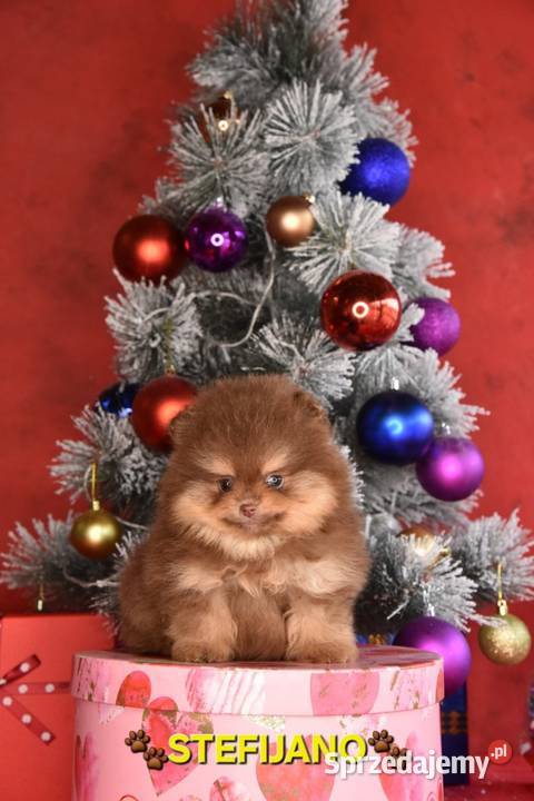 Pomeranian Boo Szczenięta w kolorze CHOCOLATE Walentynów