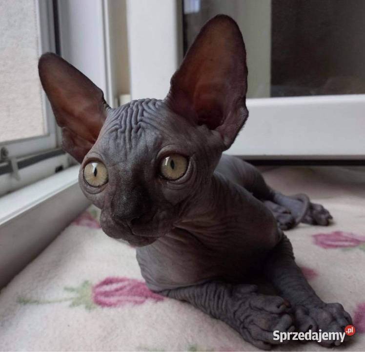 Czarny Kocurek i kotka Płatna Adopcja Przepiękne mazowieckie Warszawa