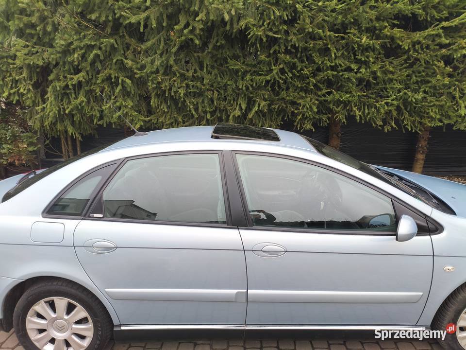 Świeżo sprowadzony z Niemiec