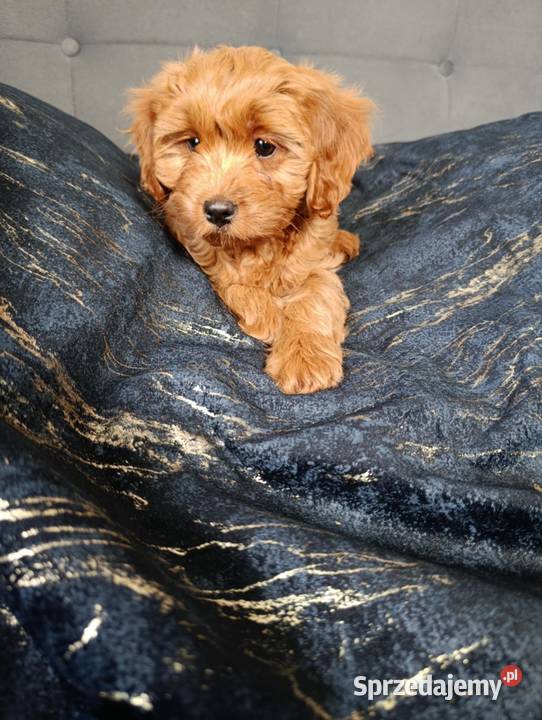 Cavapoo Suczka Szczaworyż