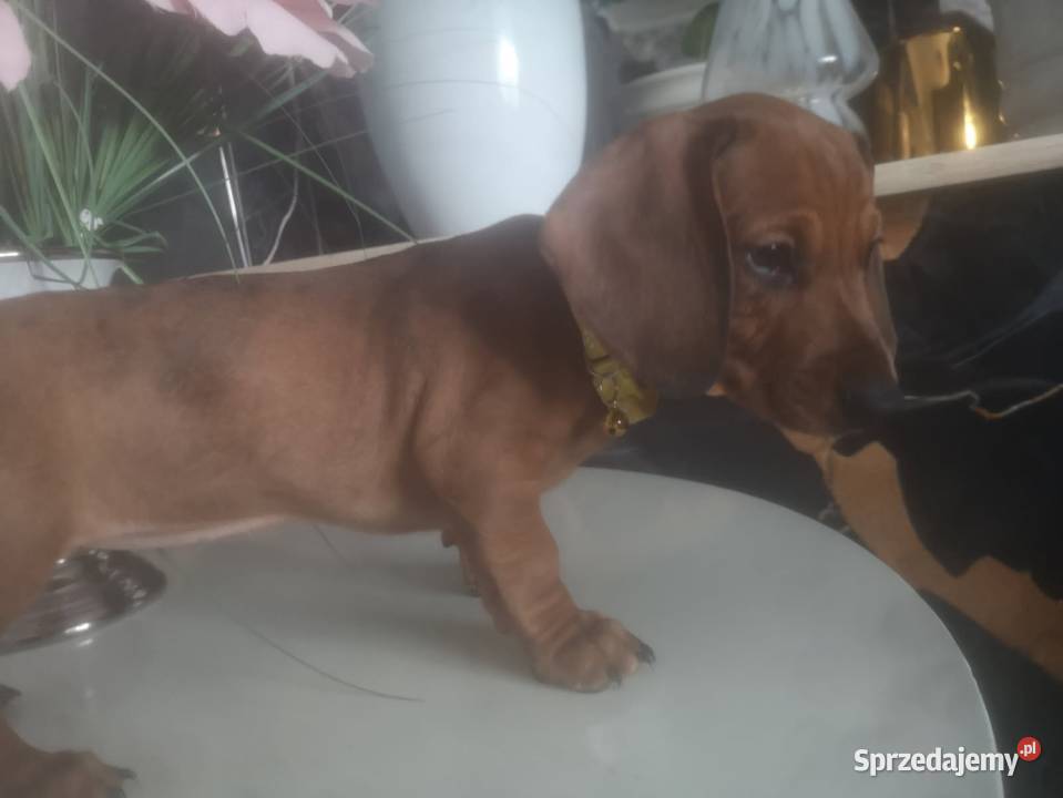 Jamnik krótkowłosy suczka merle Pokrytki