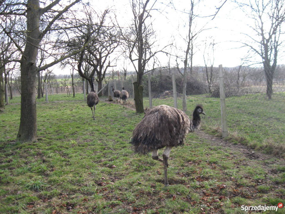 Sprzedam strusia EMU Zakrzówek