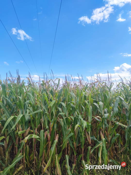 KUKURYDZA NA PNIU NA KISZONKE Kutno