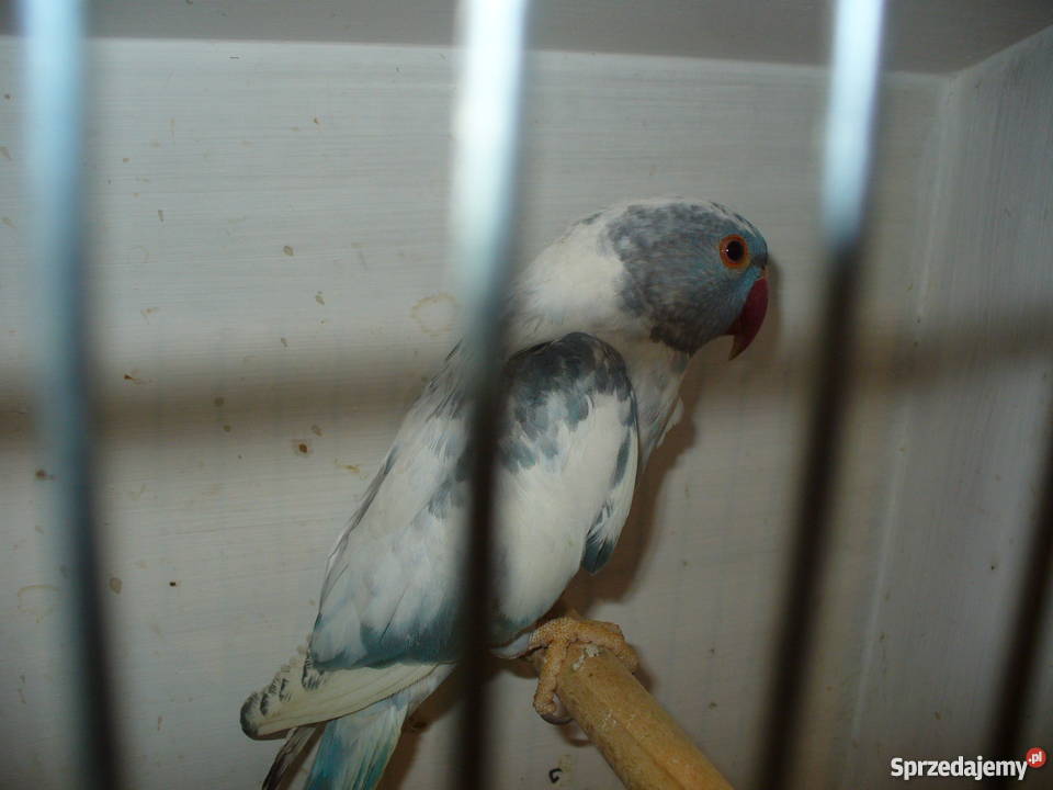 Ptaki egzotyczne giełda Zwolle małopolskie
