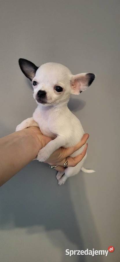 Chihuahua Kielce sprzedam