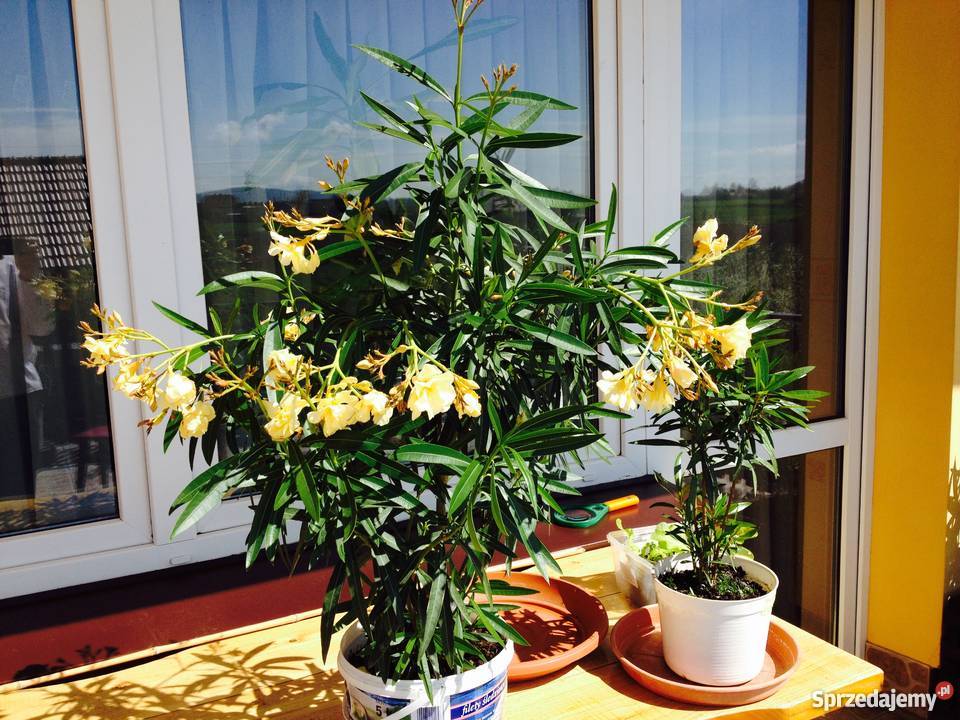 Kwiaty oleandrów Brzeźnica