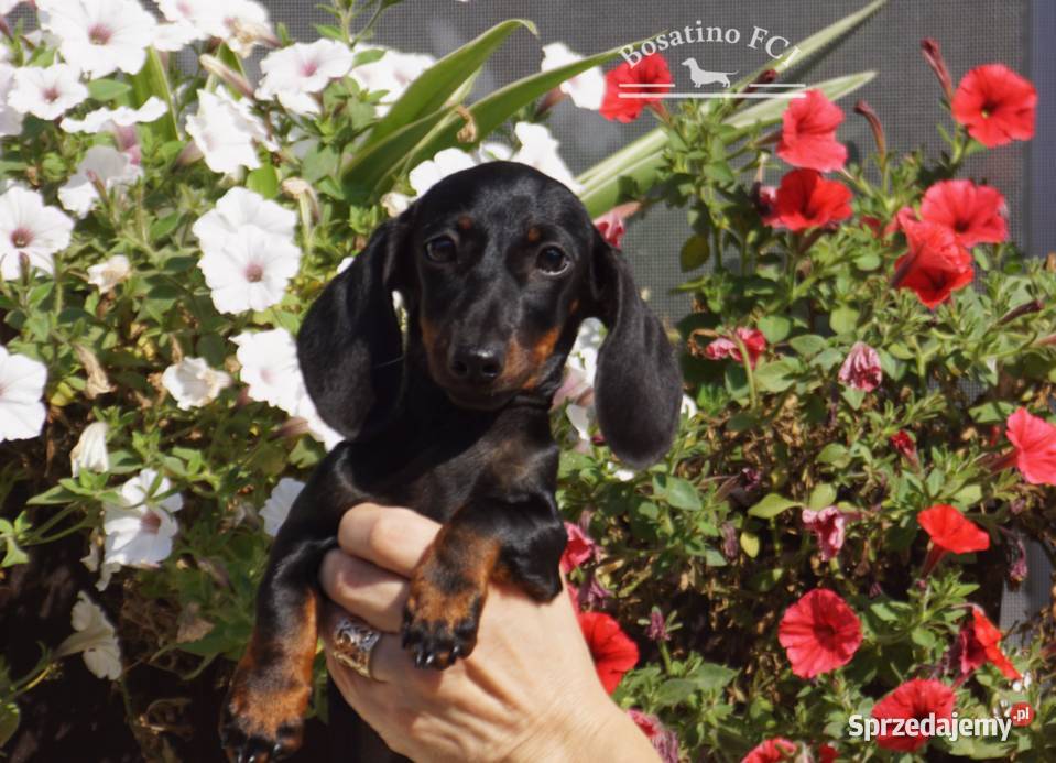 Jamnik krótkowłosy króliczyminZKwPFCI Szczecin