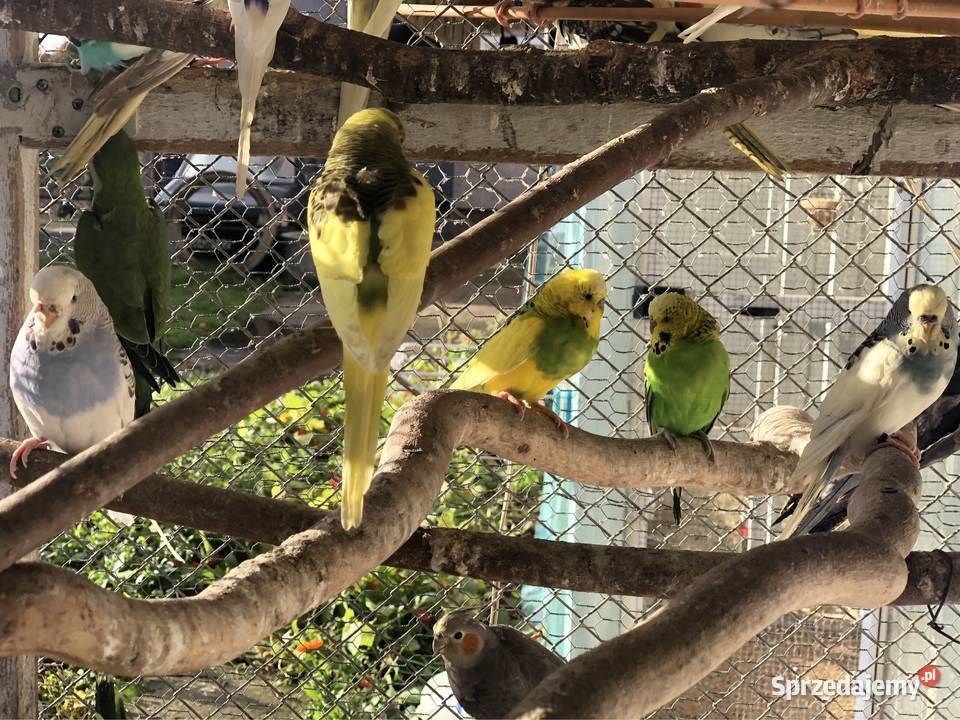 Mnichy Świergoty Faliste Nimfy dolnośląskie Gajków sprzedam