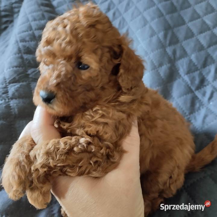 Pudel miniaturowy red rezerwacja Zgierz