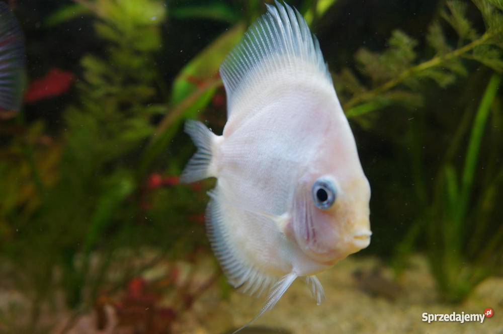 Paletki młode i dorosłe sprzedam