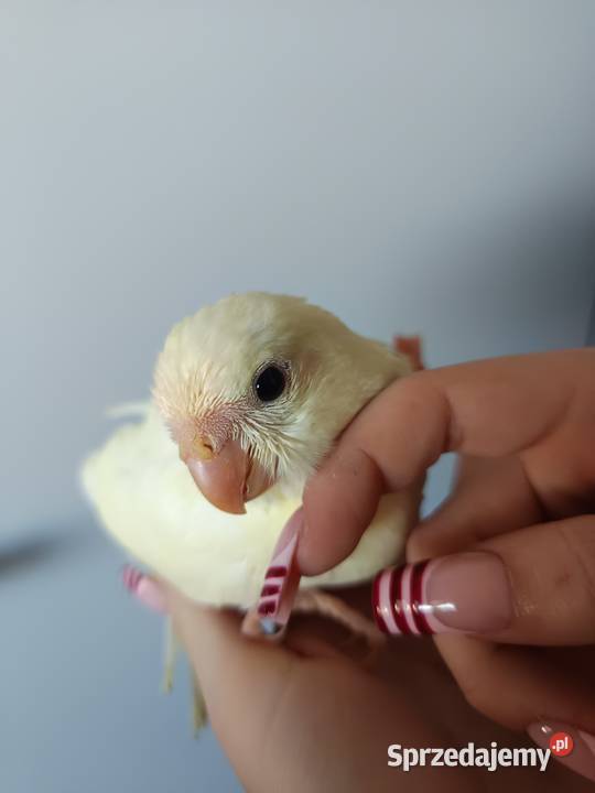 Papuga ręcznie karmiona oswojona