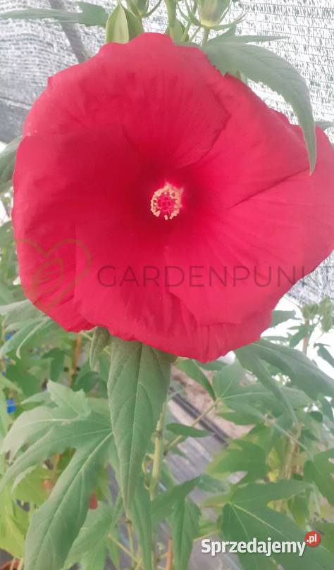 Hibiscus Bagienny Bylinowy XXL Hibiskus Knurów sprzedam