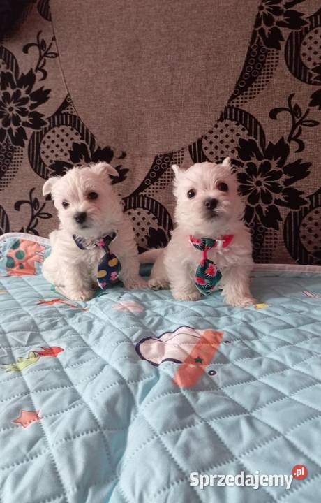 West Highland White Terrier podlaskie Sokoły