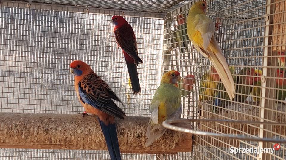 Rozelle królewskie pary lęgowe dorosłe ptaki