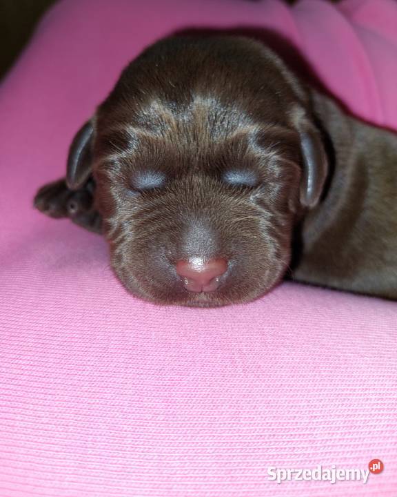 Labrador Retriever ZKwPFCI czekoladowe dolnośląskie Szczawin