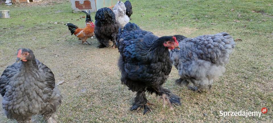 Kochany olbrzymie Drób i ptactwo Tokarówka