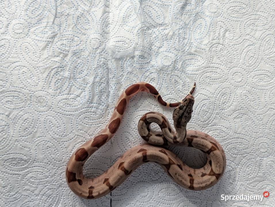 Młode boa cesarskie Salmon 100 het VPI T Gady i płazy Starcza