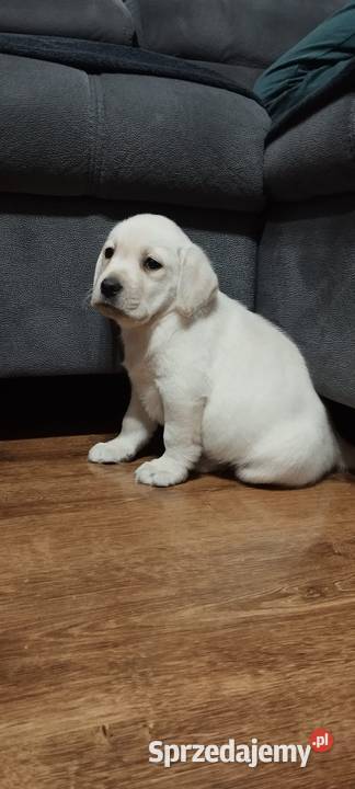 Pieski Labradory Retriever Biszkoptowe Tarnów