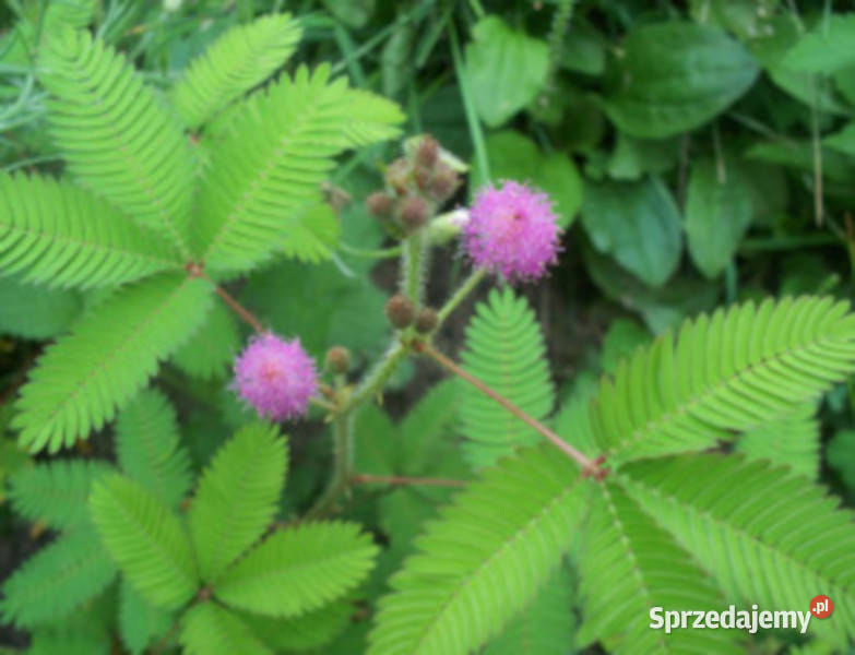 MIMOZA WSTYDLIWA Mimosa pudica NASIONA 20000 Nasiona Lubanie