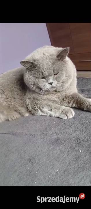 Kocur Brytyjski szuka domku Kluczbork