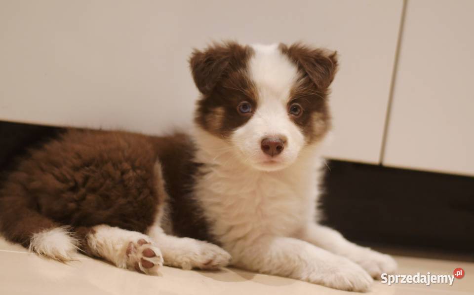 Border Collie szczenieta Drawno