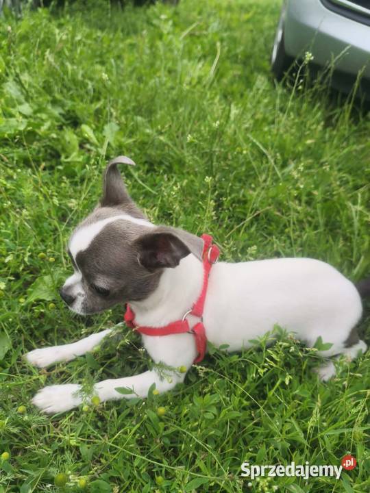 Sprzedam samca chihuahua Chihuahua wielkopolskie Kijaszkowo