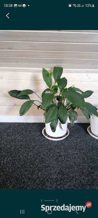 Skrzydłokwiat Kamień-Kolonia