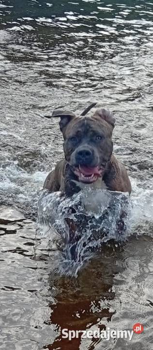 Reproduktor Amstaff Warszawa sprzedam